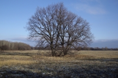 дуб-дерево